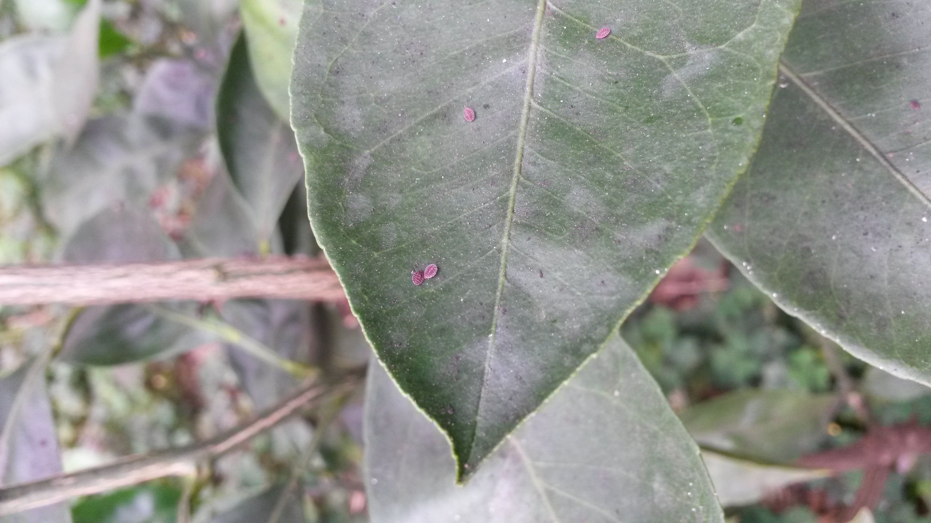 친환경감귤재배지에서 본 벌레입니다. 방제가 필요한가요?